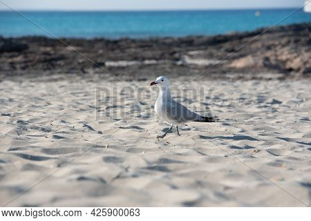 Seagull On Llevant Beach On The Island Of Formentera.