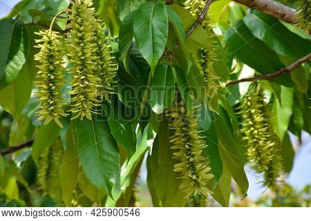 Pterocarya Stenoptera Is A Small -winged Tree, Commonly Known As Wingnut Tree