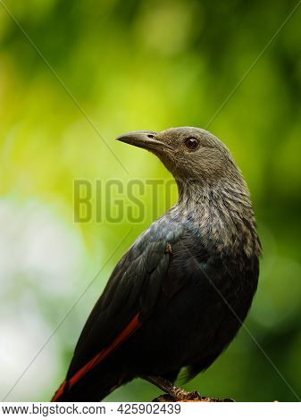 Portrait The Red-winged Starling With Green Background. One Common Bird From Nature. One Winged Star