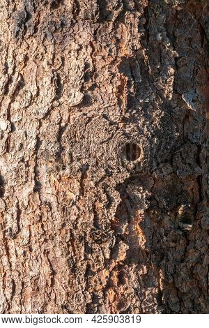 Bark Of Pine Tree. The Texture Of Spruce Bark. Seamless Tree Bark Background. Brown Texture Of The O
