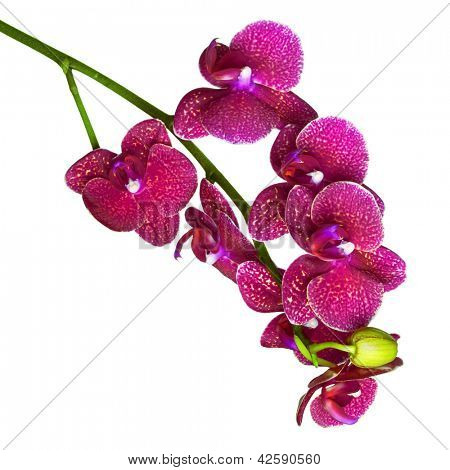 Orquídeas phalaenopsis beautifiul flores aisladas en blanco