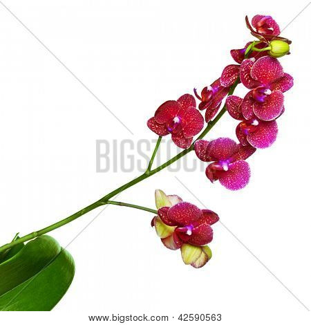 Orquídeas phalaenopsis beautifiul flores aisladas en blanco