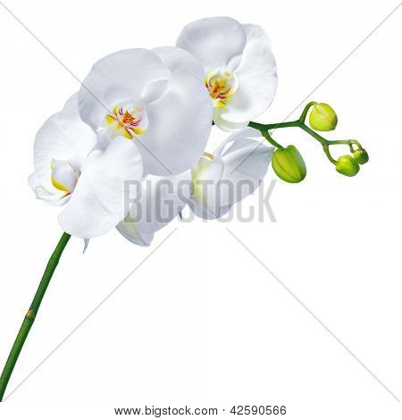 Orquídeas phalaenopsis beautifiul flores aisladas en blanco