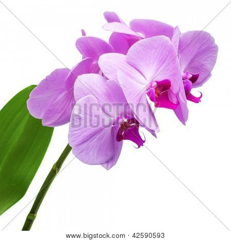 Orquídeas phalaenopsis beautifiul flores aisladas en blanco