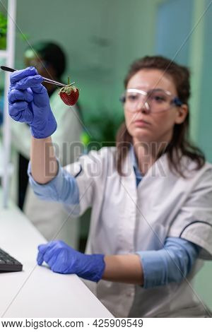 Chemist With Medical Glasses Looking At Strawberry Injected With Chemical Pesticides Examining Fruit