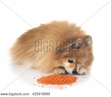 Young Pomeranian In Front Of White Background