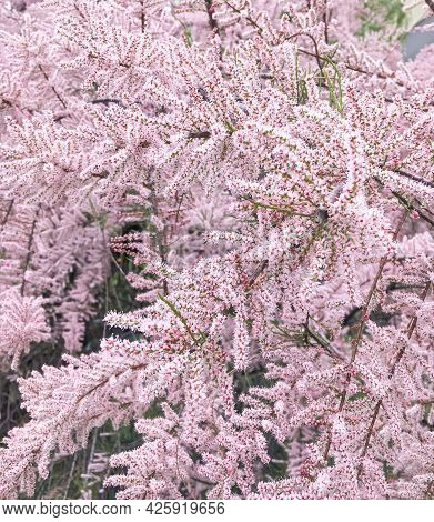 Tamarix Ramosissima Pink Cascade In Bloom In The Spring..