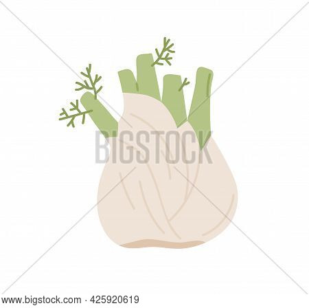 Bulb-like Fennel Root With Leaves. Icon Of Green Organic Vegetable. Fresh Raw Aromatic Finocchio Pla