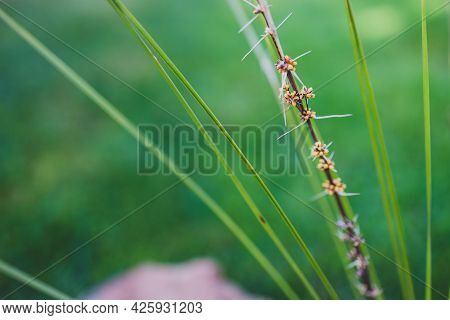 Native Australian Lomandra Grass Plant With Flowers And Seed Pods Outdoor In Sunny Backyard Shot At 