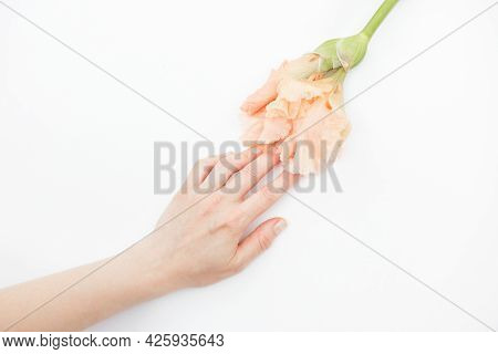 The Girls Hand Touches The Pink Gladiolus Flower Gently On White Background. Female Libido Concept A