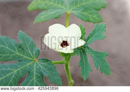 Flowering Okra, Or Abelmoschus Esculentus - Tropical Plant In The Malvaceae Family Close-up