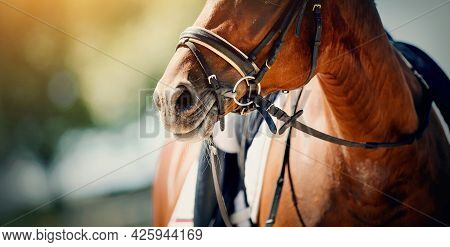 Nose Sports Red Horse In The Bridle. Portrait Stallion In The Bridle. Horse Muzzle Close Up. Dressag