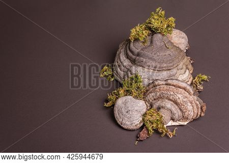 Mushroom Tinder Fungus Or Fomes Fomentarius