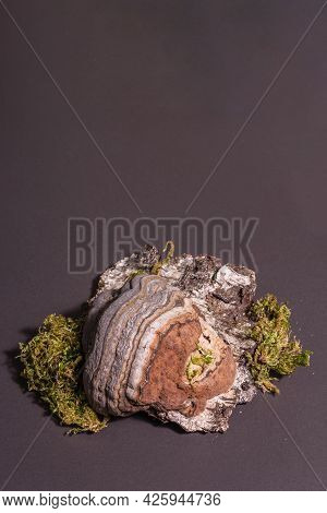 Mushroom Tinder Fungus Or Fomes Fomentarius