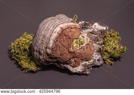 Mushroom Tinder Fungus Or Fomes Fomentarius