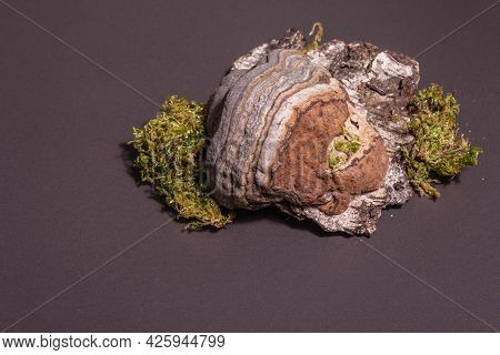 Mushroom Tinder Fungus Or Fomes Fomentarius
