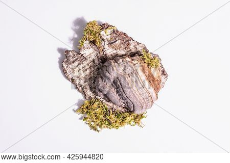 Mushroom Tinder Fungus Or Fomes Fomentarius