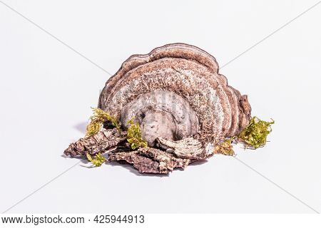 Mushroom Tinder Fungus Or Fomes Fomentarius