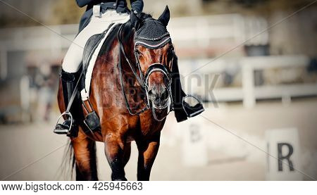 Equestrian Sport. Portrait Sports Stallion In The Double Bridle.the Legs Of The Rider In The Stirrup