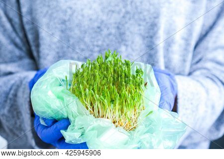 Female Hand Hold Young Green Plants In Plastic Bag. Ecology And Environment Concept. Earth Day Conce
