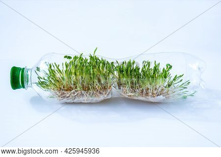 Young Green Plants In Plastic Bottle. Ecology And Environmental Conversation. Earth Day Concept. Glo