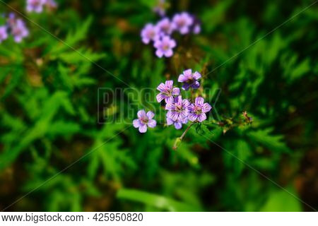 Meadow Geranium, Meadow Crane's-bill, Geranium Pratense, Field Plant. Very Shallow Focus