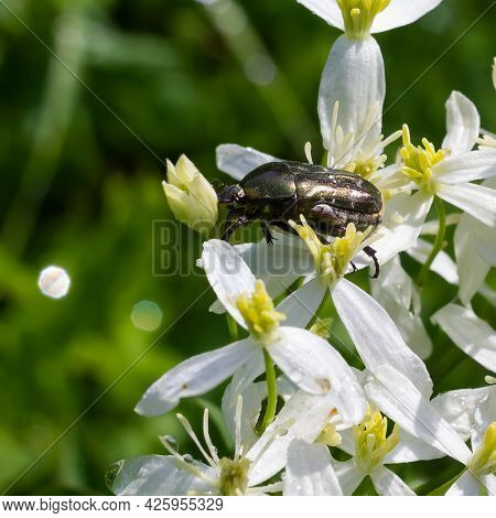 Beetle On White Wildflowers Close Up On A Green Background