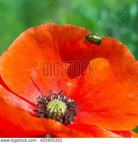 Beetle On A Poppy Flower. The Wild Nature. Insects