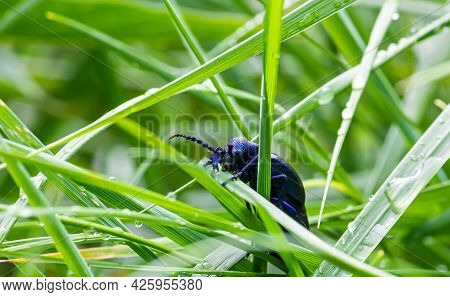 Beetle In The Green Grass. The Wild Nature. Insects