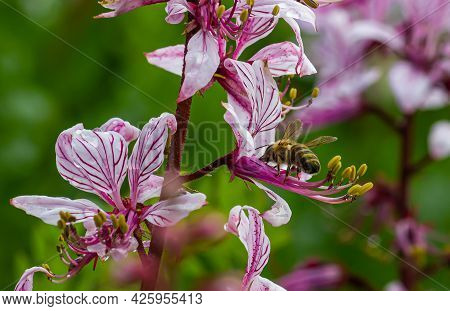 Dictamnus Is Pollinated By Bees. Pink-purple Flowers Bloom In The Wild In Drops Of Dew Under Sunligh