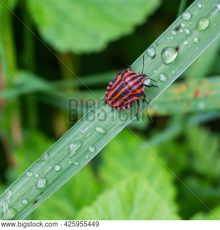 Beetle In The Green Grass. The Wild Nature. Insects