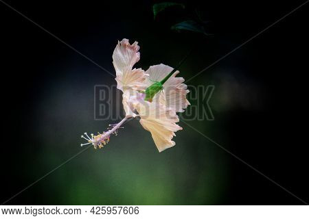 Beautiful Yellow Hibiscus Mandar Flower With Water Droplets In Blur Background