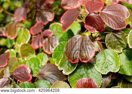 Closeup Red Autum Leaf Of Iresine Diffusa , Bloodleaf, Herbstii Plants.irisine Ornamental Plant, Bea