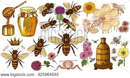Bee And Honey Set. Mead And Insect And Floral And Beekeeping. Honeycomb And Hive Vector Engraved Han