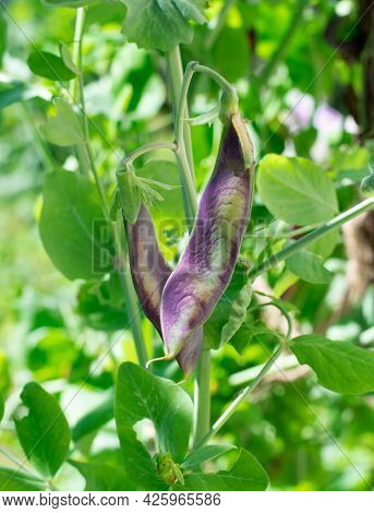 Purple Pea Ripening In The Garden On A Sunny Day. White Pest Caterpillar Is Attacking The Crop