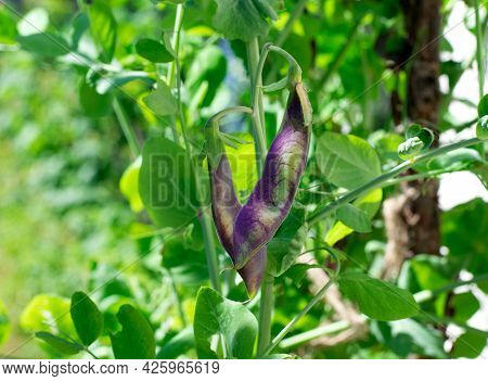 Purple Pea Ripening In The Garden On A Sunny Day. White Pest Caterpillar Is Attacking The Crop