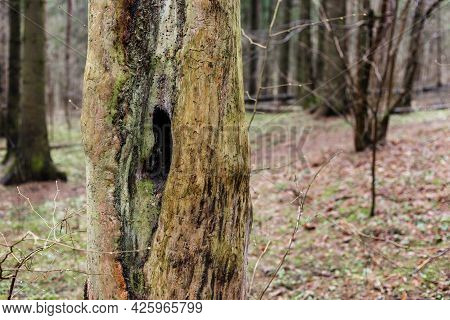 Hollow Inside A Dead Tree In The Forest.