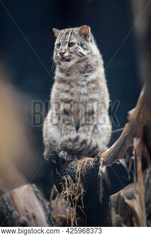 Portrait Of Adult Amur Forest Cat (prionailurus Felis Bengalensis Euptilura). Far Eastern Cat Is A N