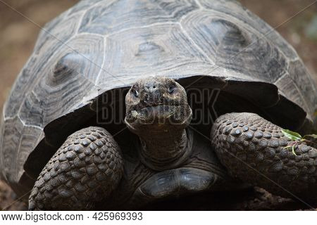 Head On Portrait  Of Galapagos Tortoise (chelonoidis ) Looking Straight At Camera Galapagos Islands,