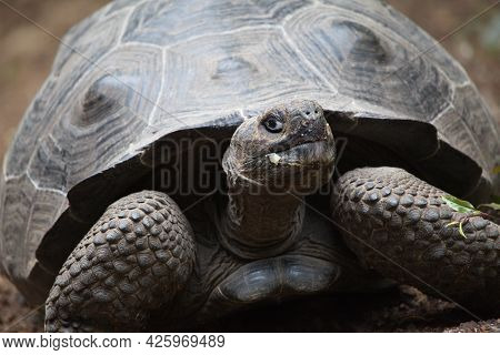 Closeup Head On Portrait  Of Galapagos Tortoise (chelonoidis ) Looking Straight At Camera Galapagos 