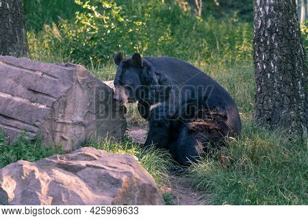 Asian Black Bear, Ursus Thibetanus, Resting In The Shade Of Tress By Big Boulder. Also Known As Moon