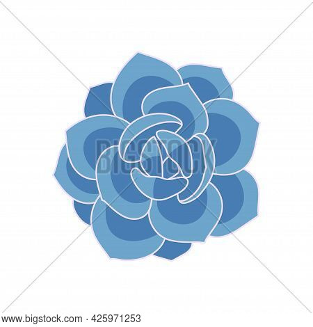 Succulent Echeveria Laui In Cartoon Style. Vector Illustration Plant Hand Drawn. Blue Succulent Isol