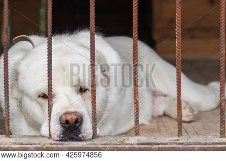 Central Asian Shepherd Dog Lies In The In A Cage. Sad Alabay Dog Behind Bars. Selective Focus