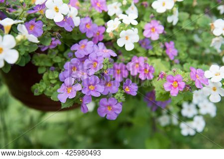 Cute Little Bacopa Flowers. Flowers Close-up Of Lilac, Pink And White