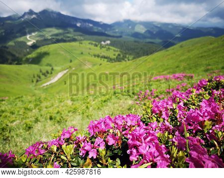 Rhododendron Flowers In The Mountains - Alpine Flora