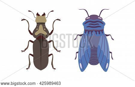 Bug Species Set, Top View Of Cricket And Fly Insects Cartoon Vector Illustration