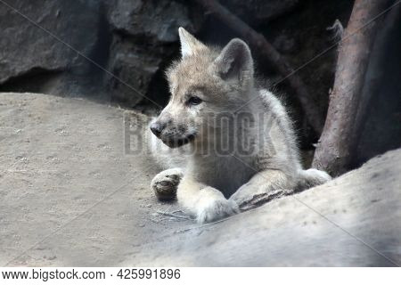 Portrait Of Cute Wolfling Lying On The Ground