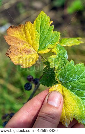 Currant Bacterial Diseases. Close-up Of Farmer Hand While Checking Plant Leaves. Garden Care Idea.