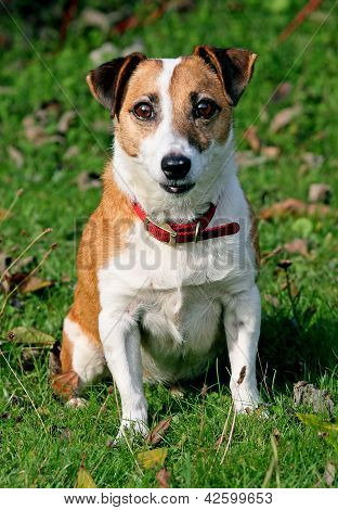 Obedient Jack russell dog