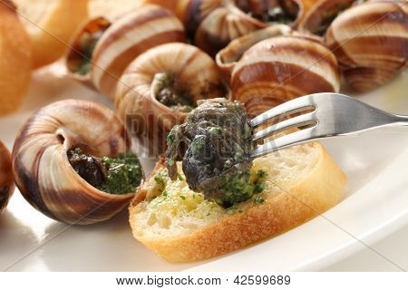 Escargot, csigák, La BÉLSZINJAVA